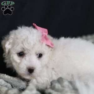 Brianna, Bichon Frise Puppy